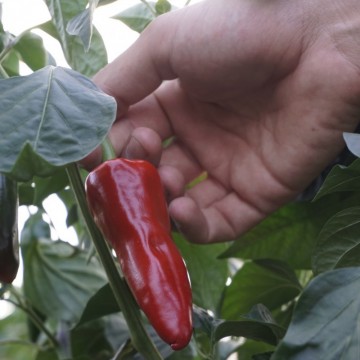 Maison Malnou - Rillettes de Truite au Piment du Béarn Fumé au Bois de Laurier