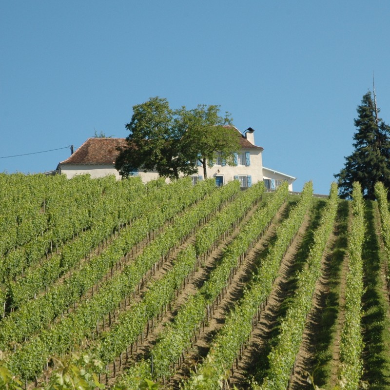 Vignes du Domaine Lapeyre et Guilhemas