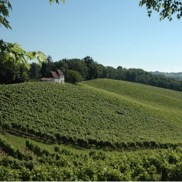 Vignes du Domaine Lapeyre et Guilhemas