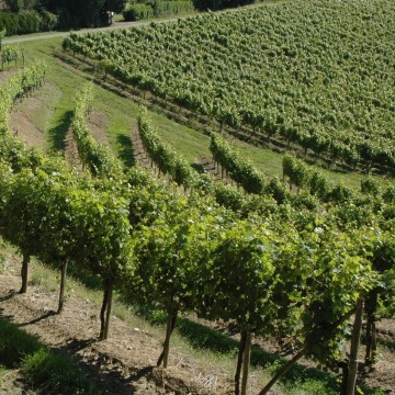 Vignes du Domaine Lapeyre et Guilhemas