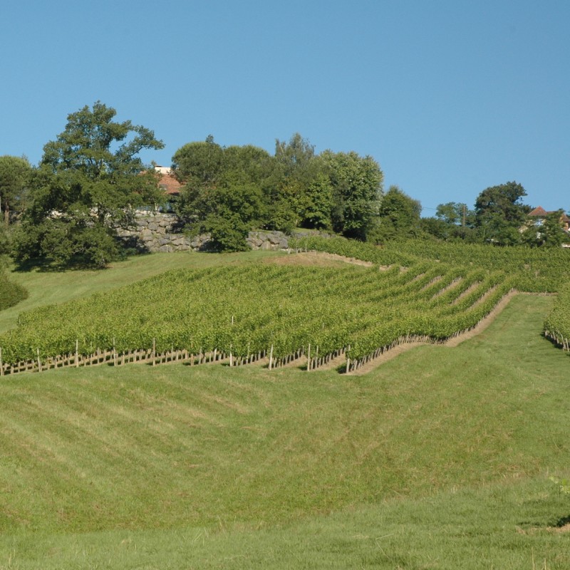 Vignes du Domaine Lapeyre et Guilhemas