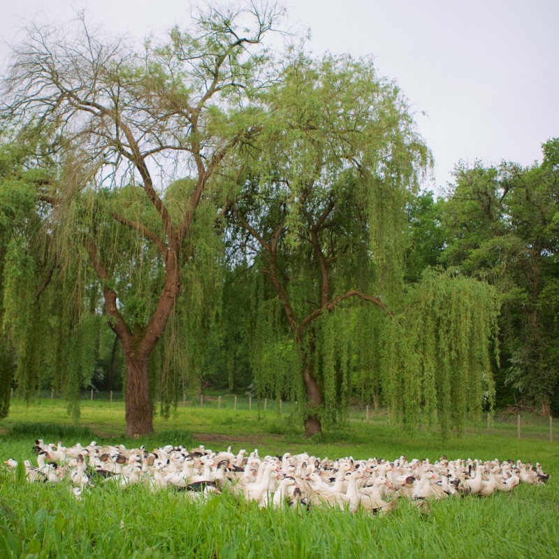 Maison Argaud - Rillettes de Canard au Foie Gras