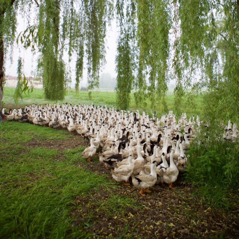 Maison Argaud - Cou de Canard Farci au Foie Gras